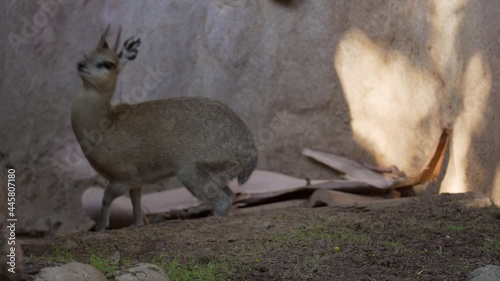 This video shows an alert klipspringer (Oreotragus oreotragus) small antelope looking around alertly and then running off to avoid danger. photo