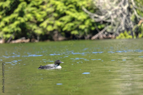 Common Loon, eyes half closed photo