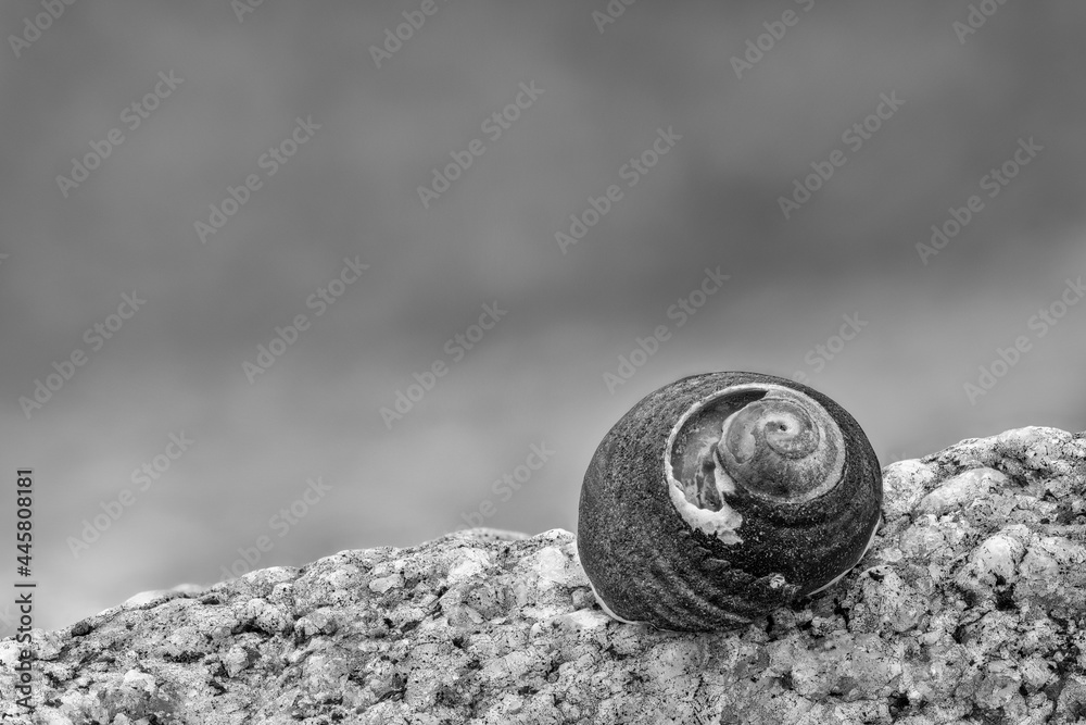 small shell on a rock at the beach small shell on a rock at the beach