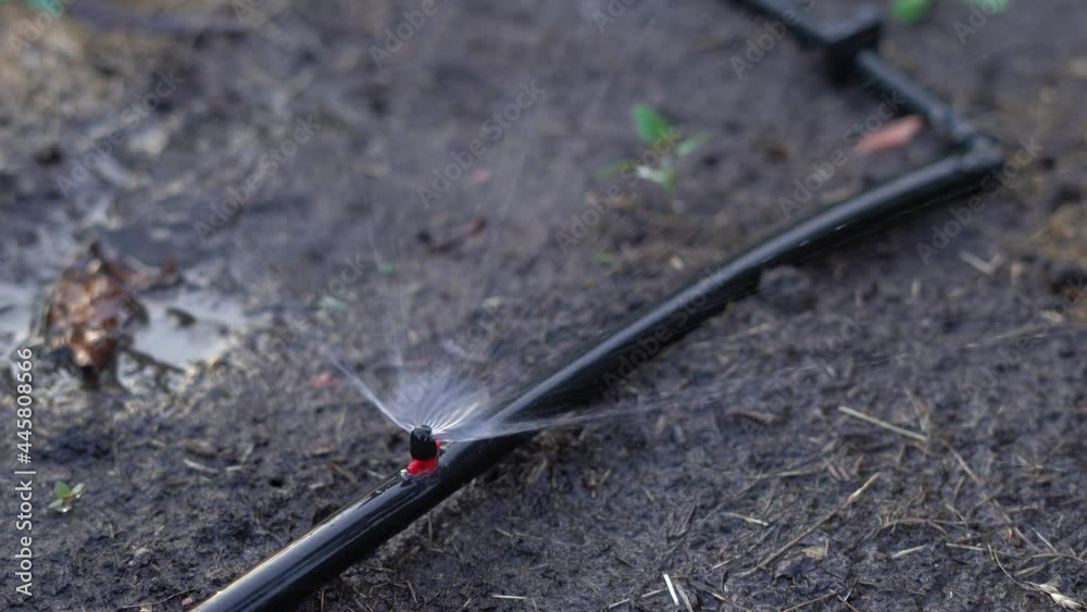 custom made wallpaper toronto digitalIncluded evening watering close-up. Installed automatic irrigation system