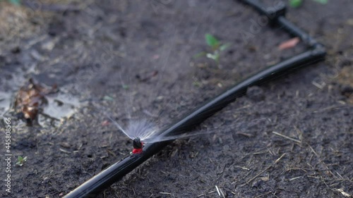 Wallpaper Mural Included evening watering close-up. Installed automatic irrigation system Torontodigital.ca