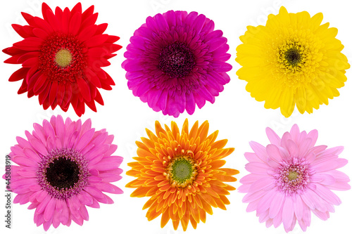 Collage of Mix-Color Gerbera Daisy as background picture.Gerbera on clipping path. © Nipaporn