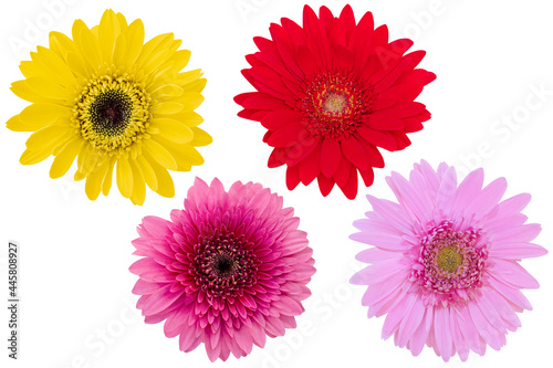 Red Gerbera Daisy as background picture.flower on clipping path. © Nipaporn