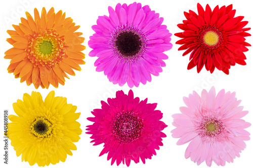 Orange Gerbera Daisy,Red Gerbera Daisy,Pink Gerbera Daisy,Dark Pink Gerbera Daisy as background picture.Daisy on clipping path. © Nipaporn