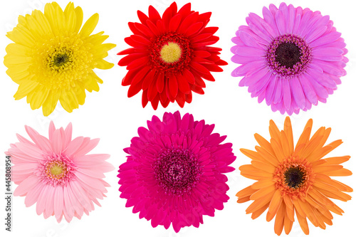 Collage of Mix-Color (Yellow,Pink,Red,Orange) Gerbera Daisy as background picture.Gerbera on clipping path.