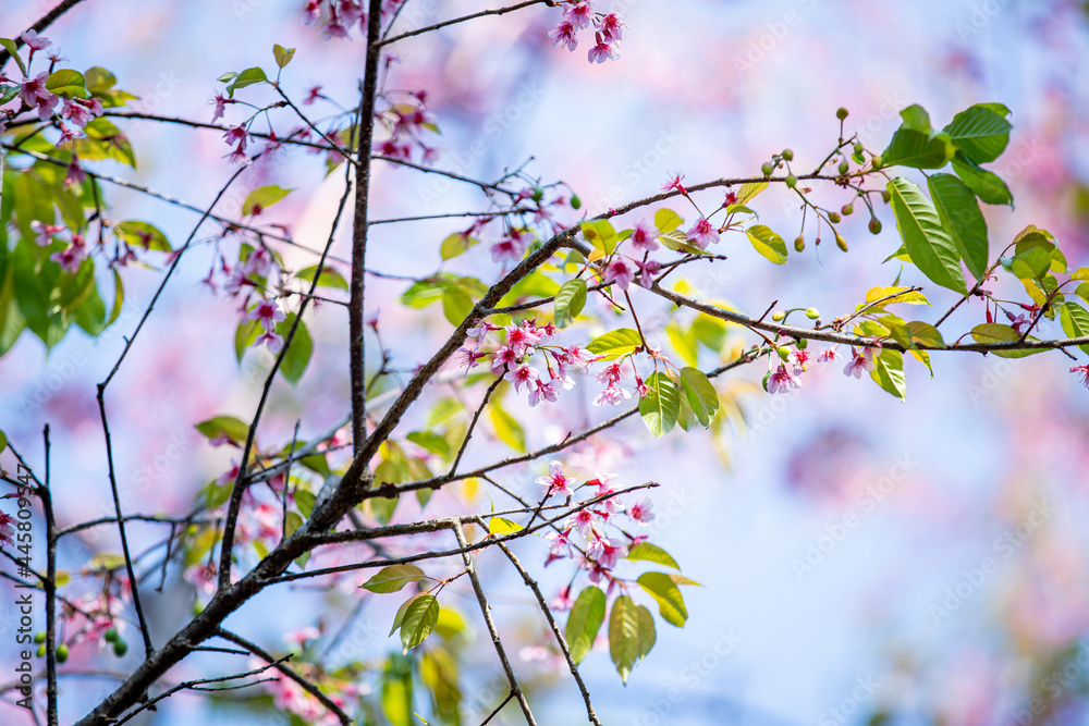 Soft focus, beautiful cherry blossom, Prunus cerasoides in Thailand, bright pink flowers of Sakura on the high mountains of Chiang Mai. Spring background and beautiful natural scenery. Soft focus, beautiful cherry blossom, Prunus cerasoides in Thailand, bright pink flowers of Sakura on the high mountains of Chiang Mai. Spring background and beautiful natural scenery.