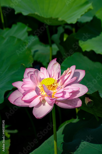 Beautiful blooming pink lotus flower in West Lake  Hanoi  Vietnam