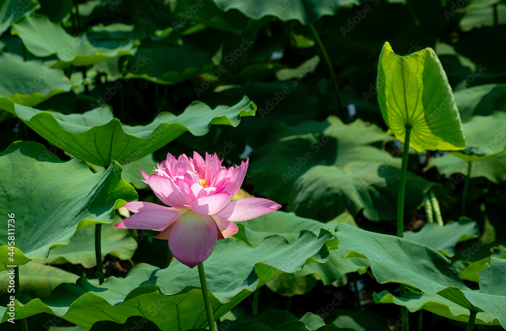 Beautiful blooming pink lotus flower in West Lake, Hanoi, Vietnam Beautiful blooming pink lotus flower in West Lake, Hanoi, Vietnam