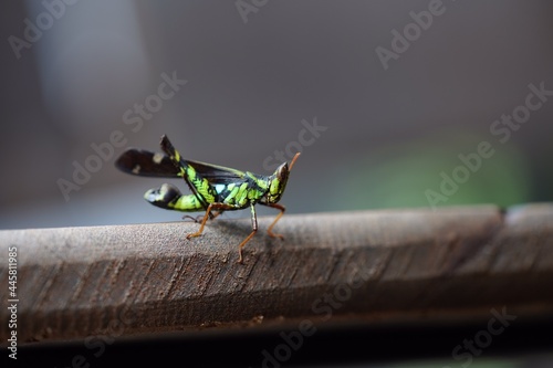 grasshopper on a branch  photo