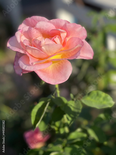 Pink Rose © Rachel
