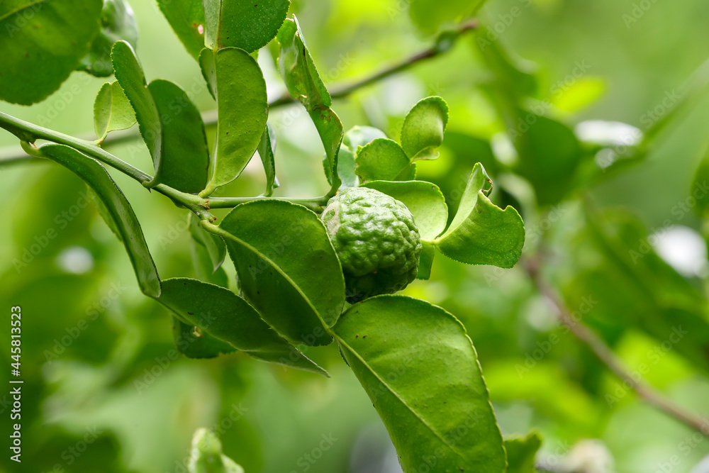 The kaffir lime (Citrus hystrix) sell in market, sometimes referred as the makrut lime, limau purut or Mauritius papeda, is a citrus fruit native to tropical Asia The kaffir lime (Citrus hystrix) sell in market, sometimes referred as the makrut lime, limau purut or Mauritius papeda, is a citrus fruit native to tropical Asia