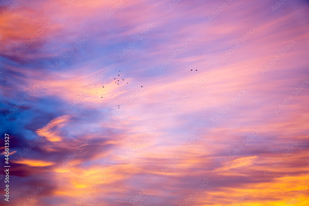 Birds in sky during sunrise at Princes Park, Melbourne