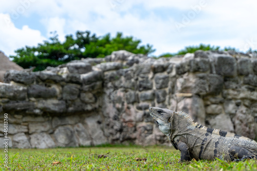 The iguana is a group of lizards in the iguana family that inhabit Central and South America and the Caribbean.