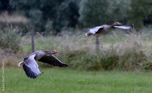 Mesmerizing view of two gooses flying in the garden photo