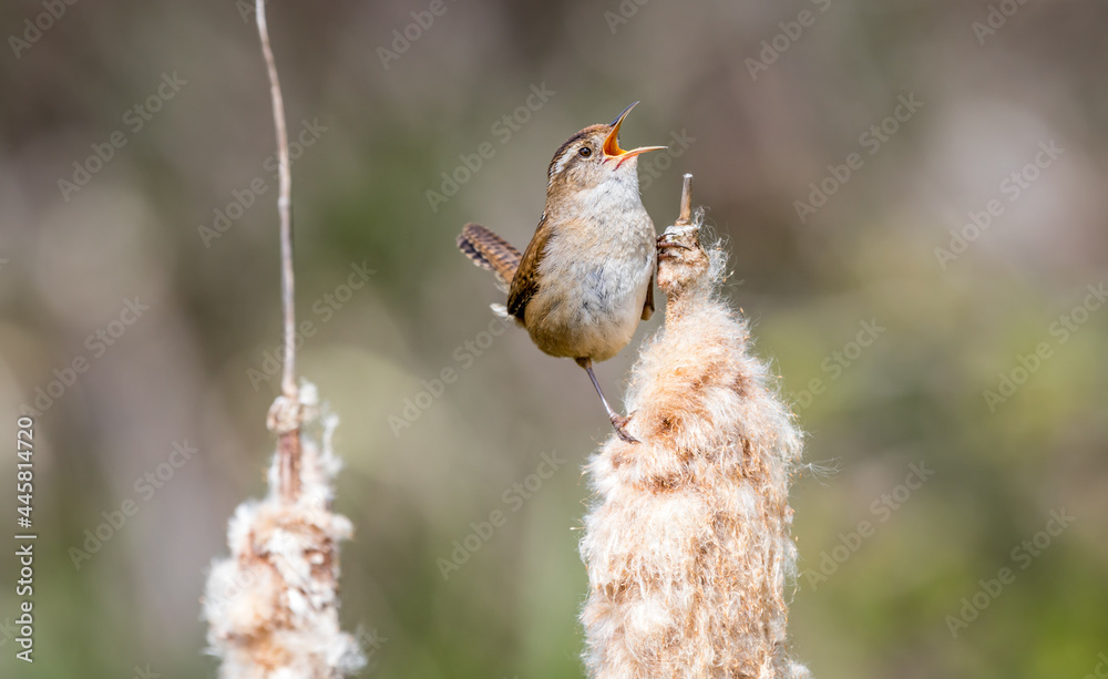 A marsh wren A marsh wren
