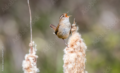 A marsh wren "Cistothorus palustris " sings for a mate from cattail reeds in a marsh.