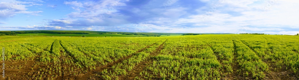 green field and sky green field and sky