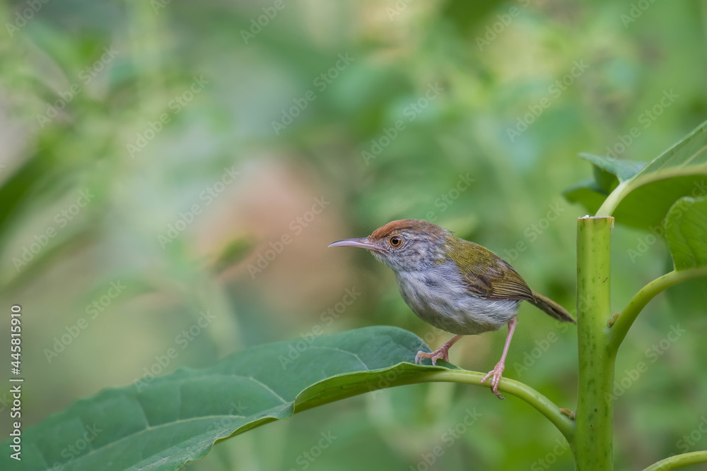 Fototapeta premium Common Tailorbird on a branch in the backyard