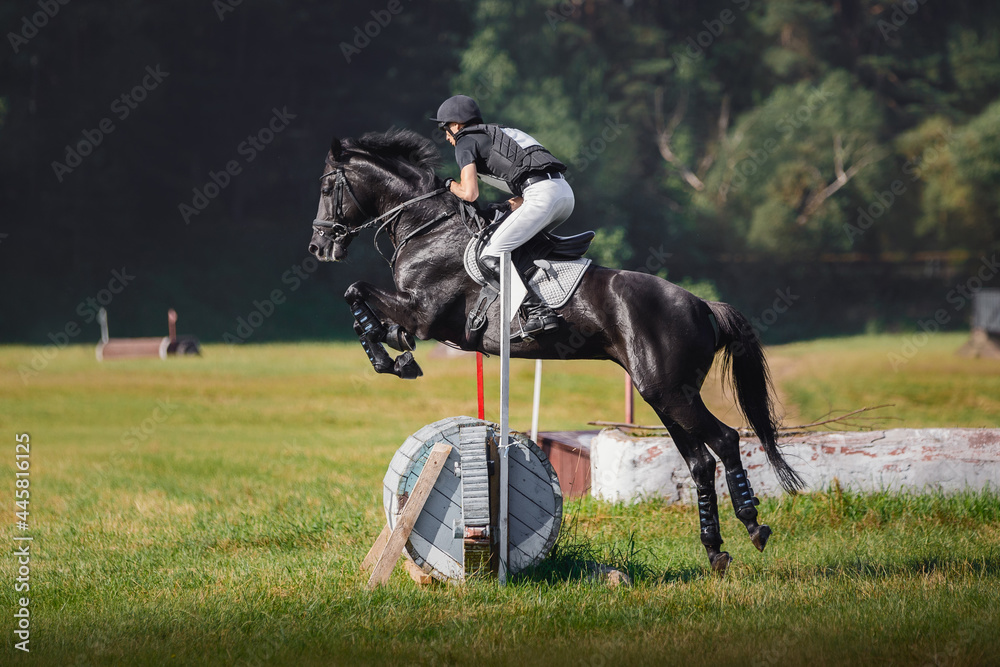portrait of black horse with man rider jumping over obstacle during eventing cross country competition in summer portrait of black horse with man rider jumping over obstacle during eventing cross country competition in summer