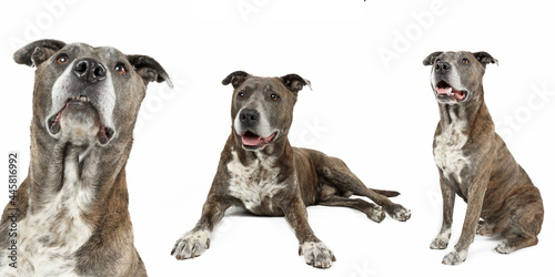 group of dogs isolated on white