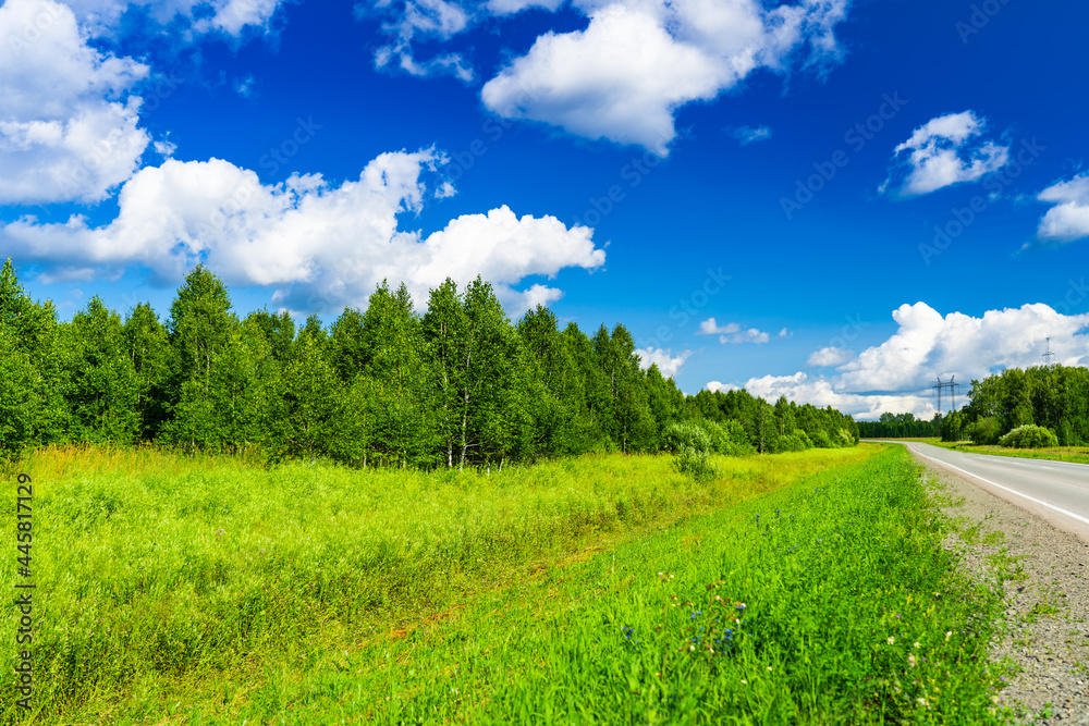 young birch forest near countryside road, summer landscape with bright blue cloudy sky young birch forest near countryside road, summer landscape with bright blue cloudy sky