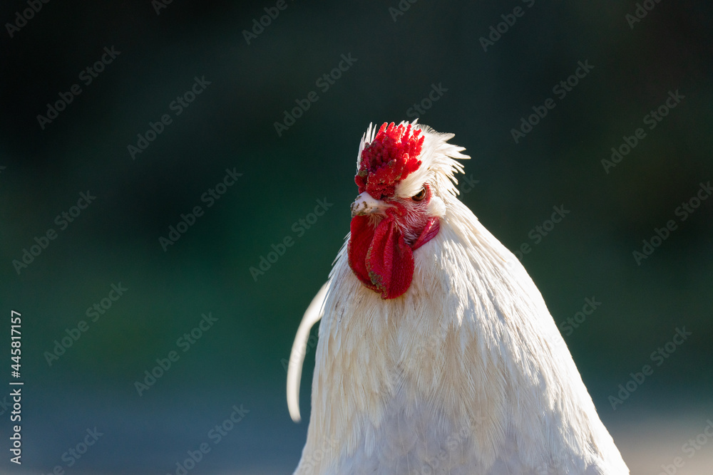 An angry looking close up of a white cockerel