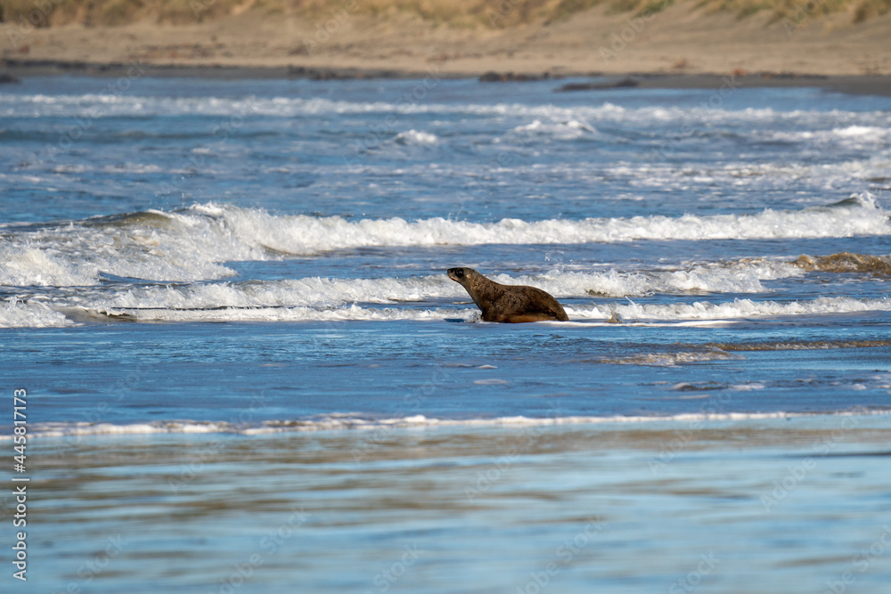 Obraz premium A young New Zealand Hooker's Sea Lion enters the sea on a beach in the Catlins