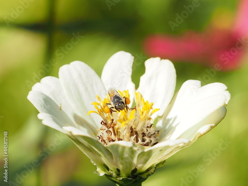 Fototapeta Naklejka Na Ścianę i Meble -  bee on white blooming flower
