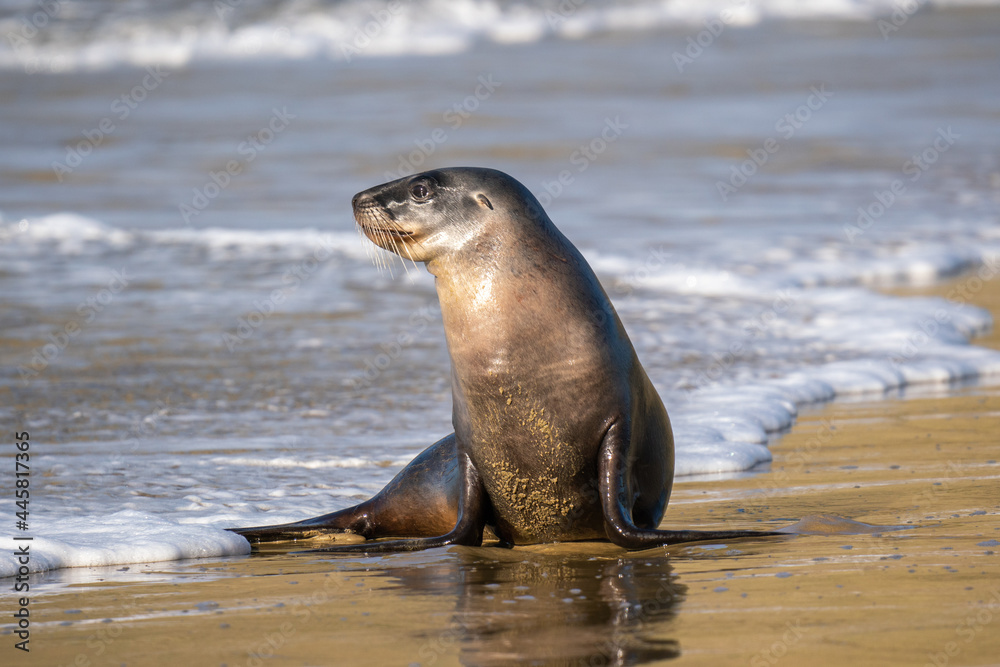 Fototapeta premium New Zealand Hooker's Sea Lion on a beach in the Catlins