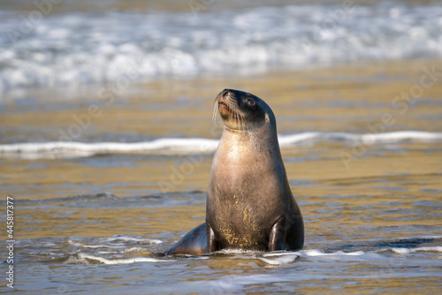 New Zealand Hooker's Sea Lion on a beach in the Catlins