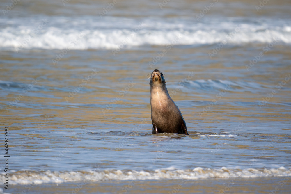 Fototapeta premium New Zealand Hooker's Sea Lion on a beach in the Catlins