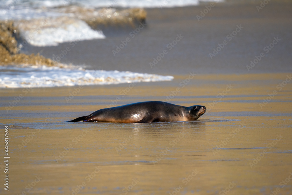 Fototapeta premium New Zealand Hooker's Sea Lion on a beach in the Catlins
