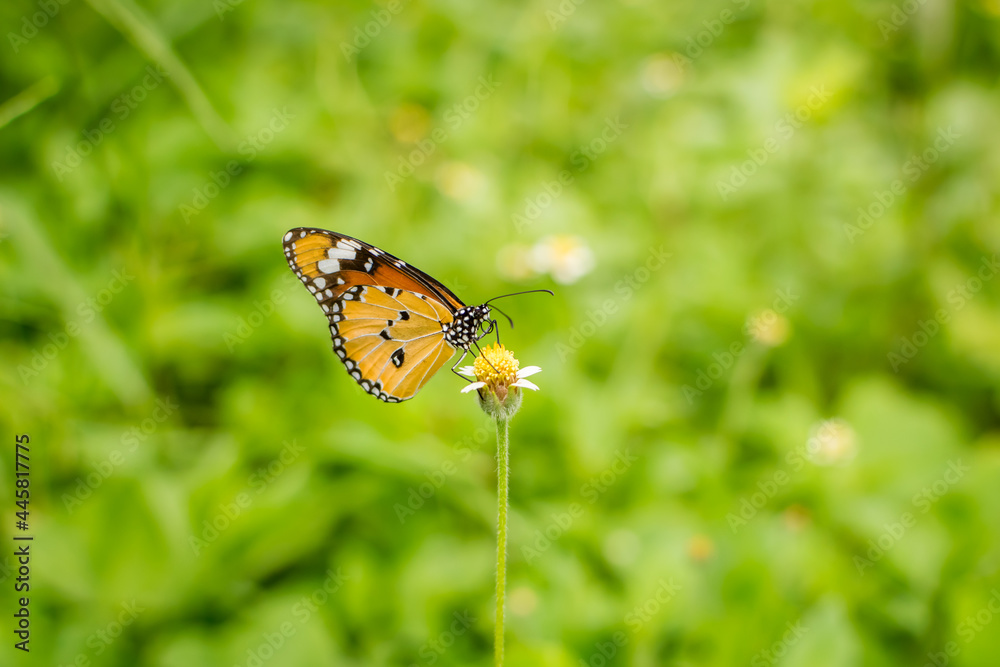 Beautiful butterfly on yellow flower. Beautiful butterfly on yellow flower.