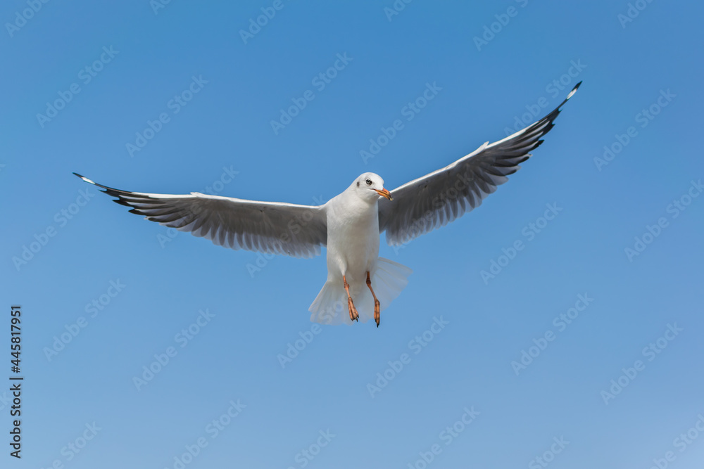 Obraz premium White seagulls flying on the sky.