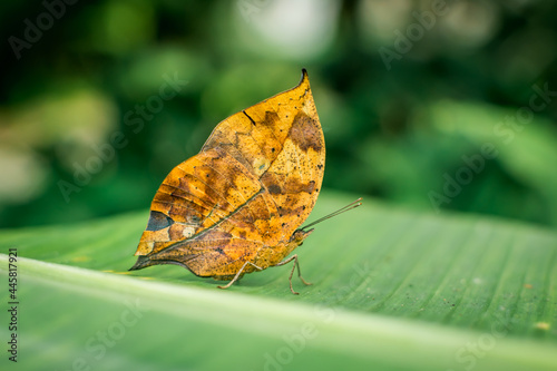 Butterfly look like leaves ( English: Orange Oakleaf, Scientific name: Kallima inachus )