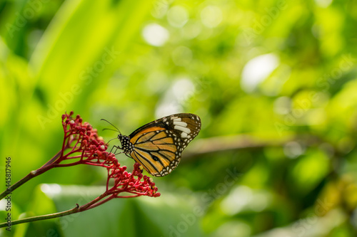 Butterfly perched on red flower.