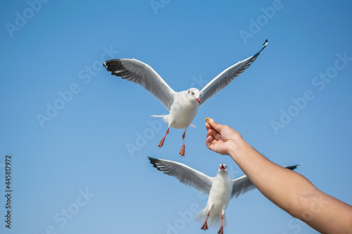 Feeding the seagulls flying on the sky.
