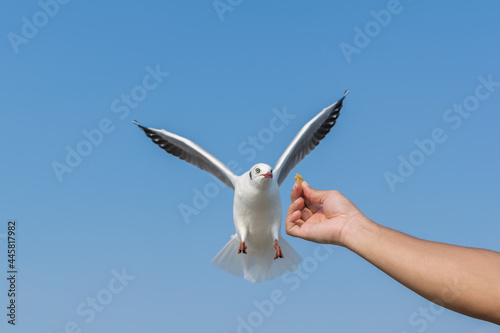 Feeding the seagulls flying on the sky.