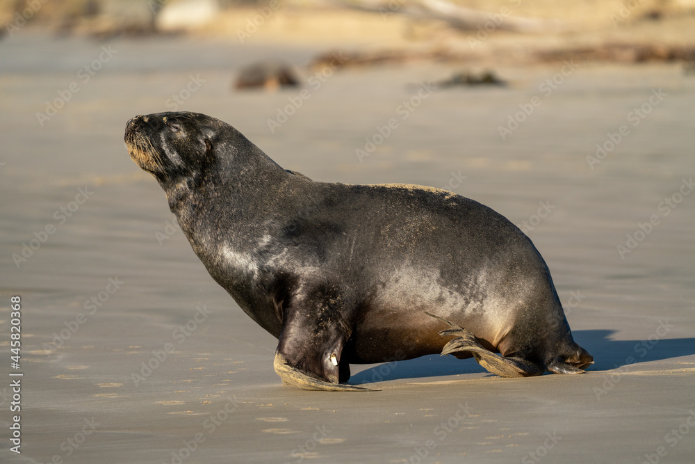 Naklejka premium A Hooker's Sea Lion on a beach in the Catlins New Zealand