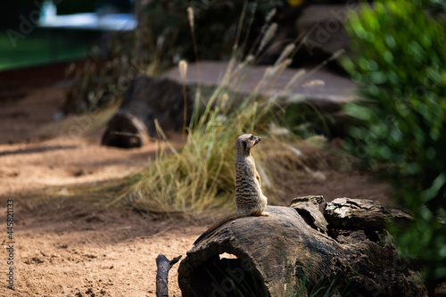 meerkat on the lookout photo