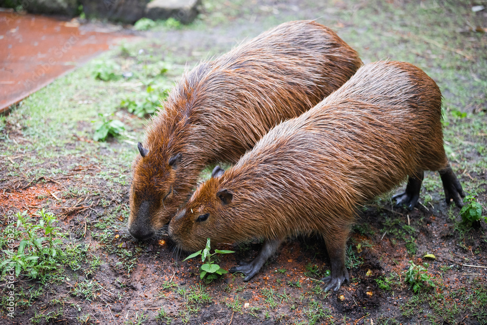 wild boar in the wild wild boar in the wild