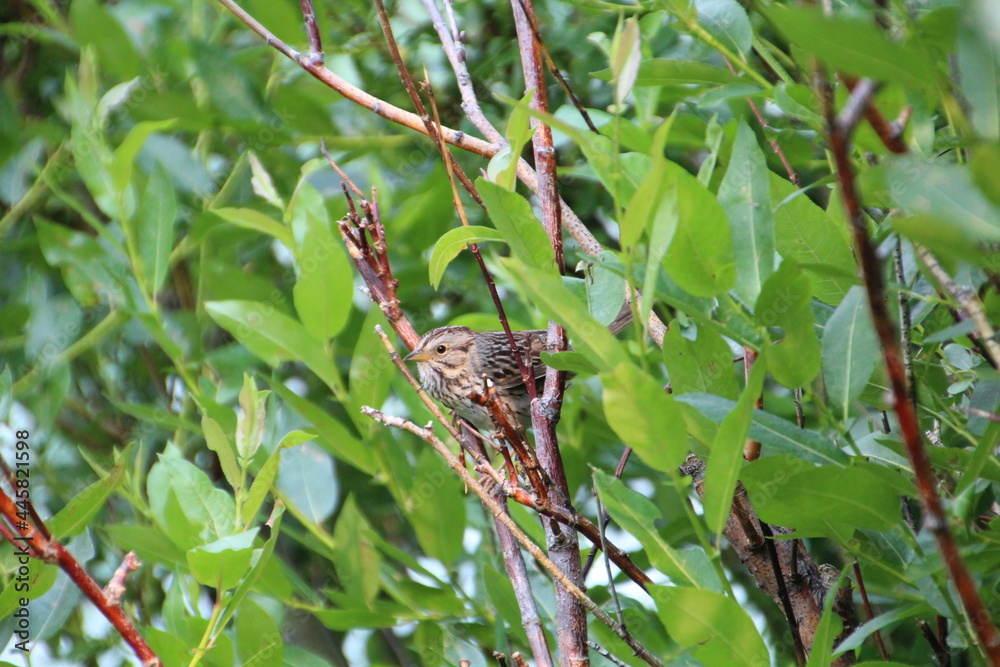 Bird In The Tree, Banff National Park, Alberta