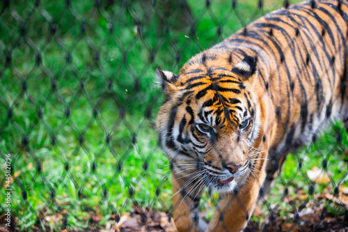 tiger in the zoo photo