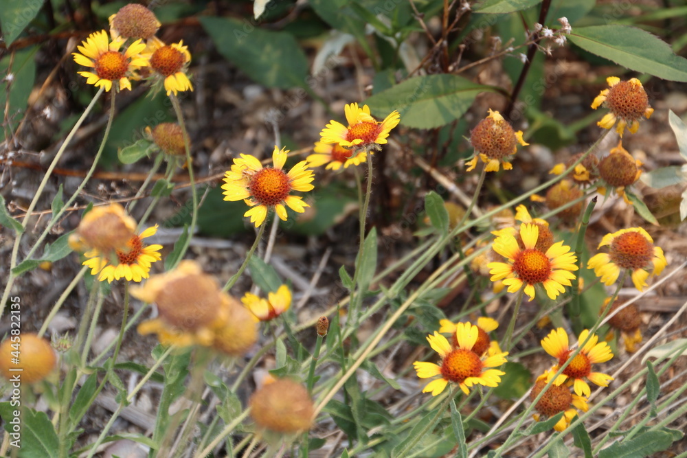 Wildflowers In Bloom, Jasper National Park, Alberta Wildflowers In Bloom, Jasper National Park, Alberta