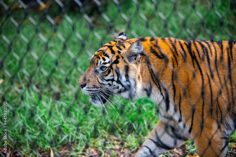 Obraz premium tiger in the zoo