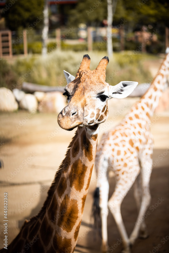 Fototapeta premium giraffe in zoo