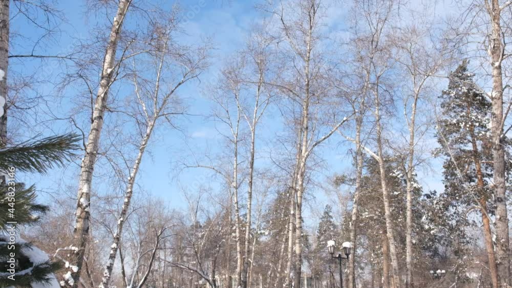 Winter park. Loking up on tree branches covered snow and sky. Winter outdoors walking Winter park. Loking up on tree branches covered snow and sky. Winter outdoors walking