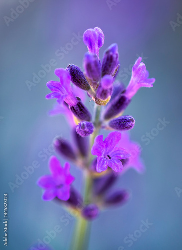 Lavender flower on a purple background, selective focus, close-up
