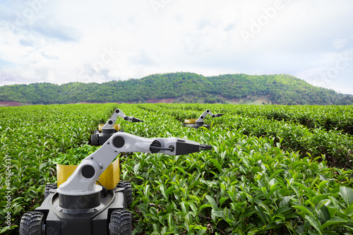 Autonomous robot harvesting tea leaf in green tea field, Future 5G technology with smart agriculture farming concept