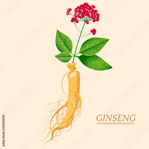 ginseng is a perennial rhizomatous plant very useful in medicine photo